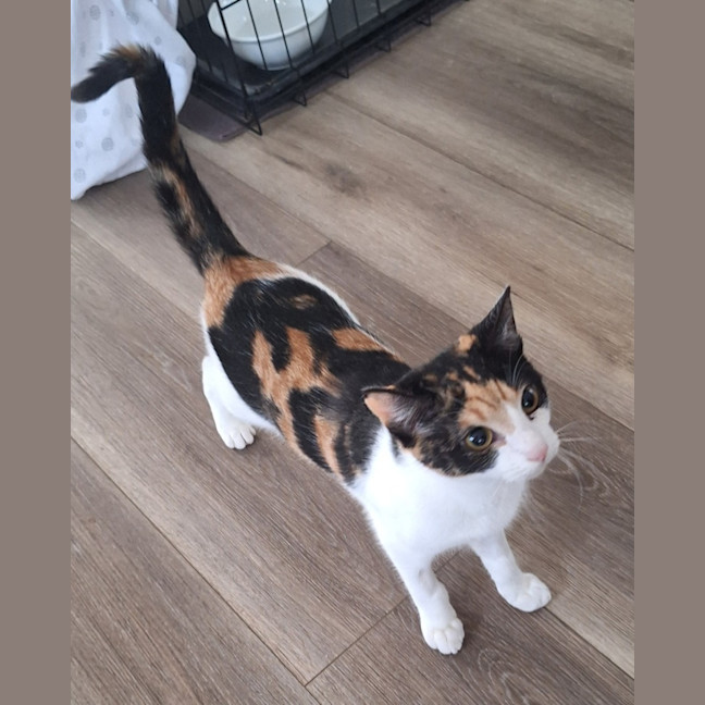 Photo of Lily *9 Lives Project Rescue*