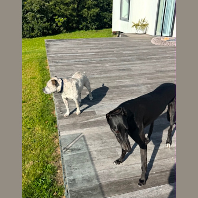 Photo of Digger, The Greyhound