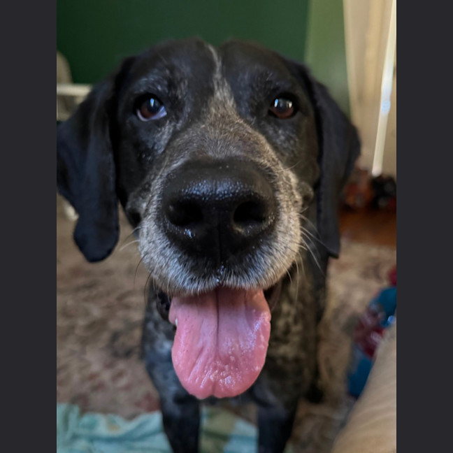 Photo of Koda