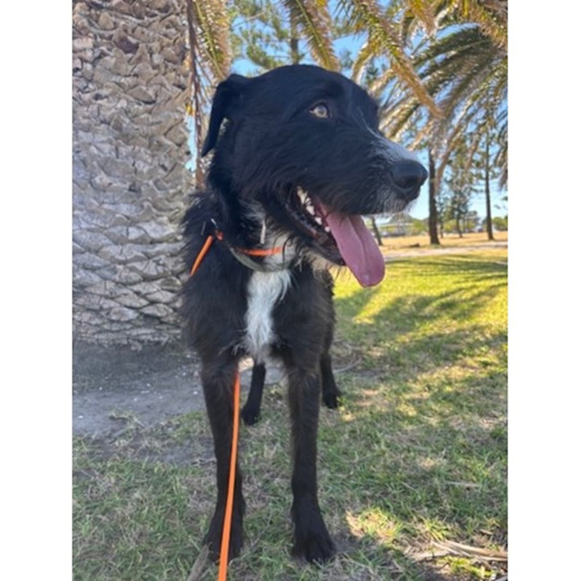 Photo of Zeus   21 Month Old Wolfhound X