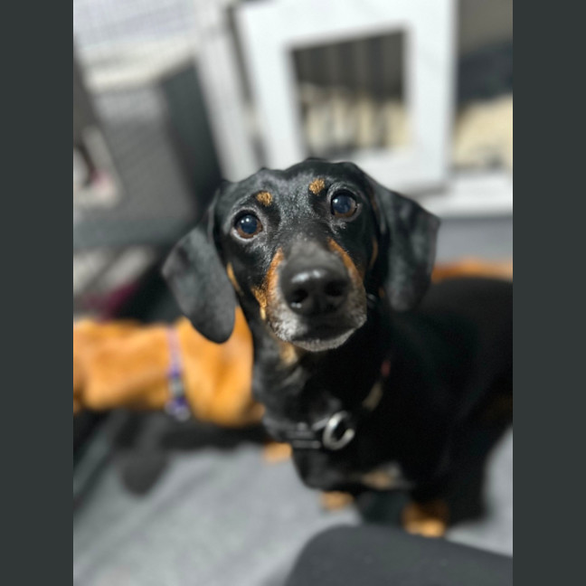 Photo of Ollie