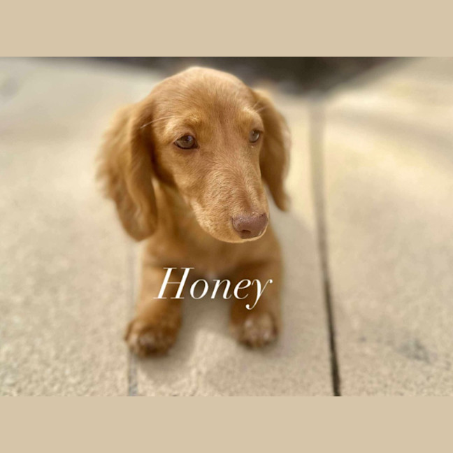 Photo of Honey