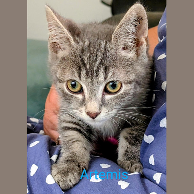 Photo of Artemis Meet Me@Petstock Carrum Downs Store