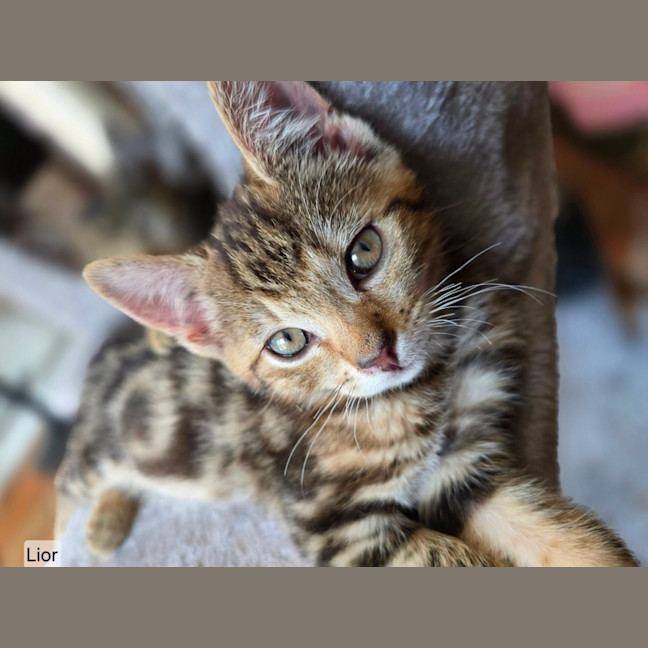 Photo of Lior & Ruel