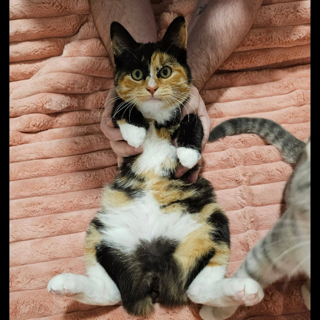 Photo of Button