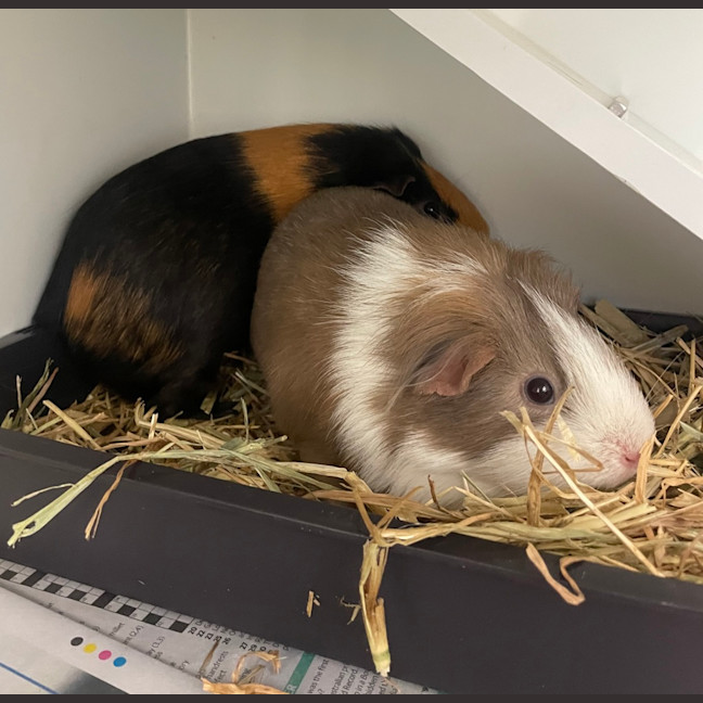 Photo of Stitch(bonded To Cyber)