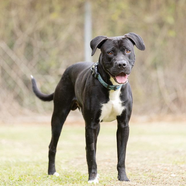 Photo of Taz