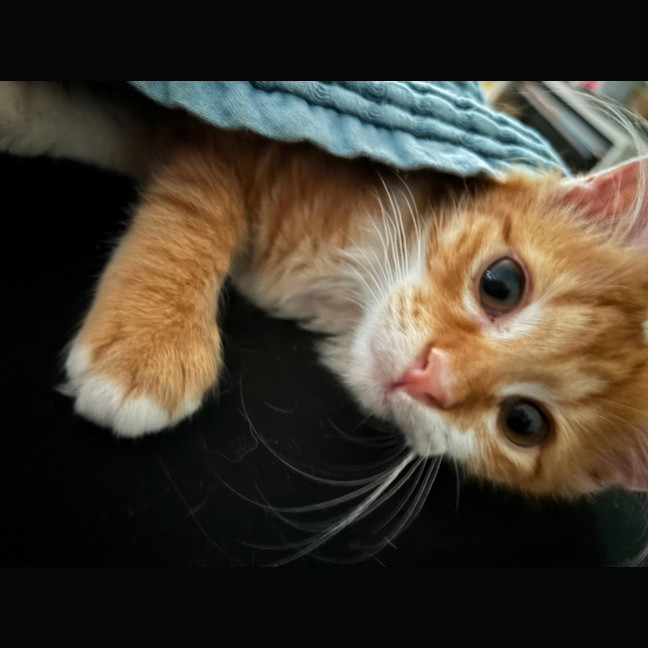 Photo of Ginger Snap