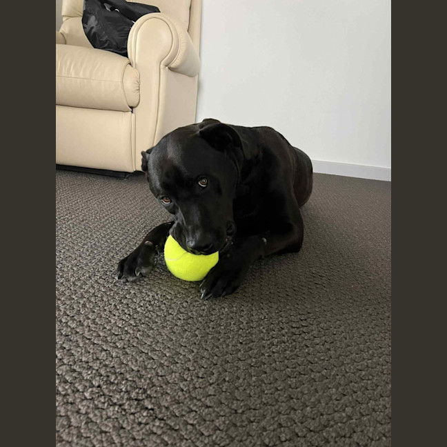 Photo of Boof   2 Year Old Labrador X Staffy