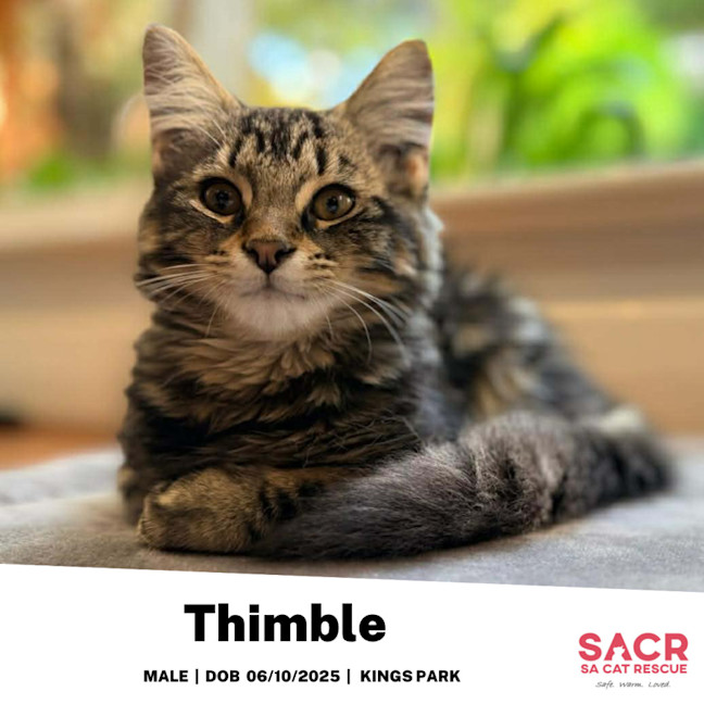 Photo of Thimble