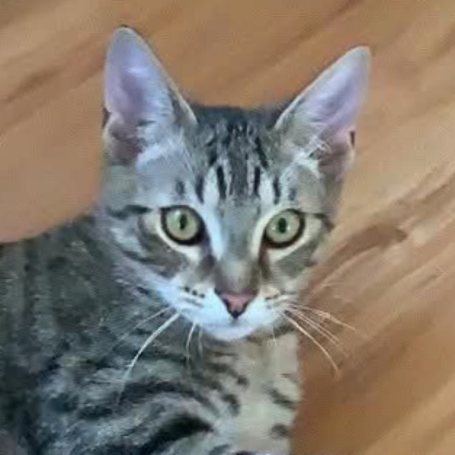 Photo of Bubba