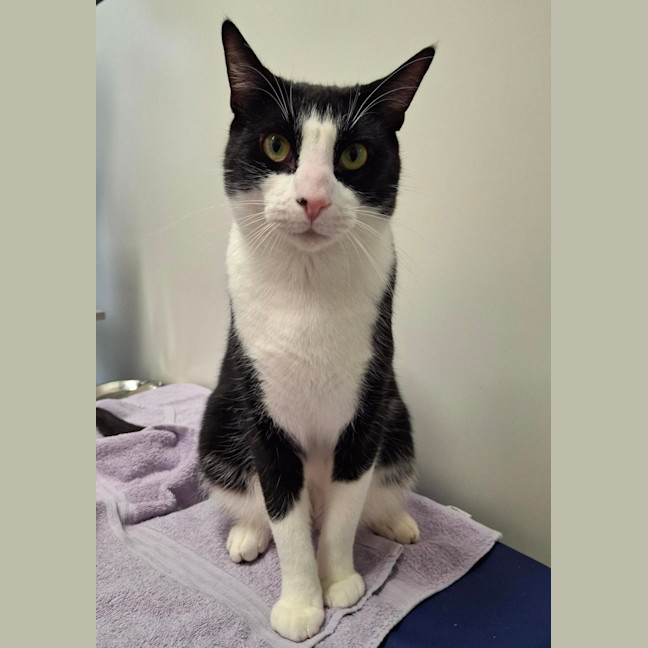 Photo of Nikki (Bonded To Vince)