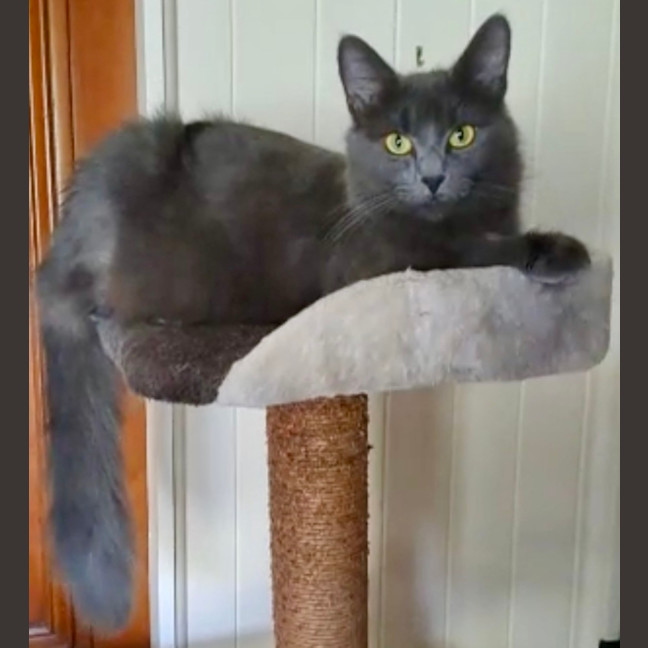 Photo of Gypsy
