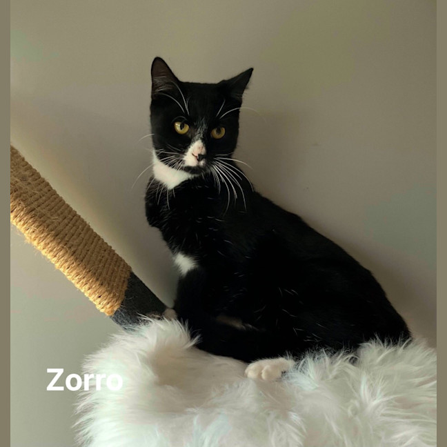 Photo of Zorro