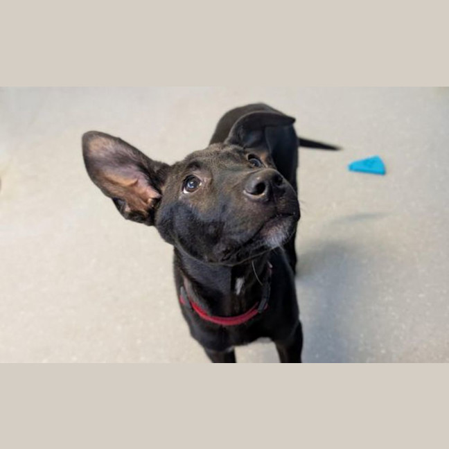 Photo of Nova