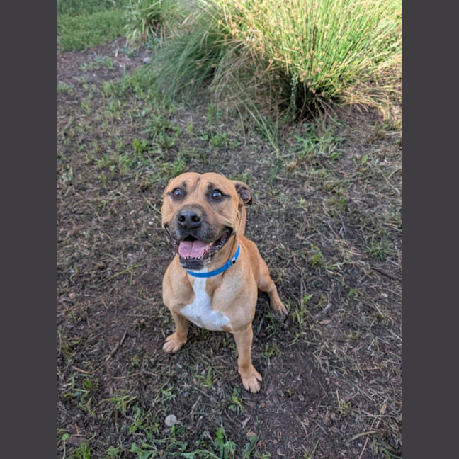 Photo of Rocky Imp 96