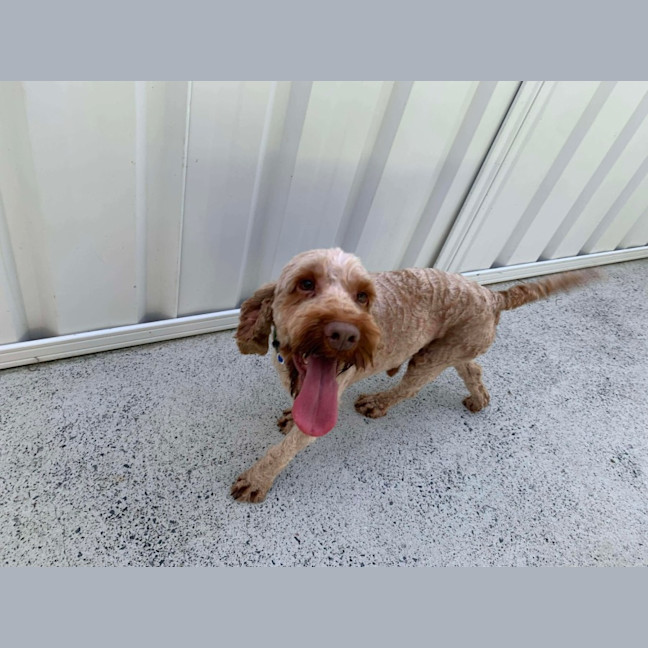 Photo of Simba