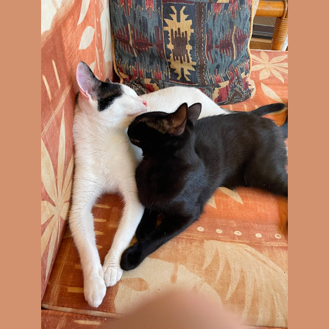 Photo of Julien   9 Month Old Domestic Short Hair