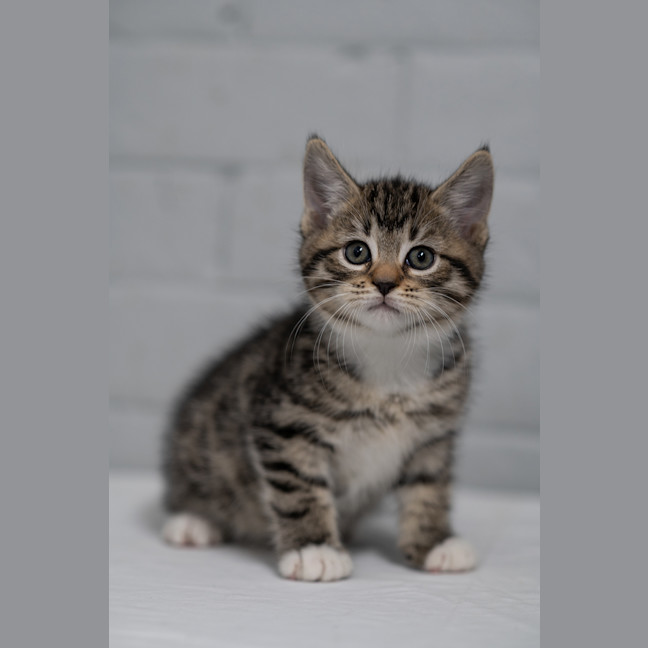 Photo of Schnitzel 