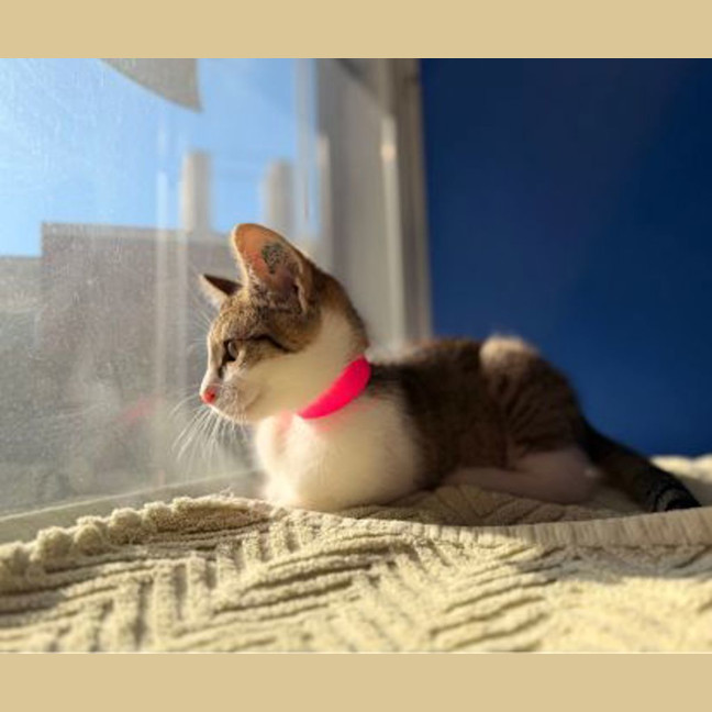 Photo of Athena