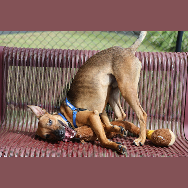 Photo of Rusty