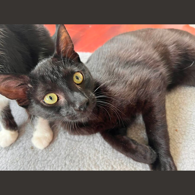 Photo of Jax