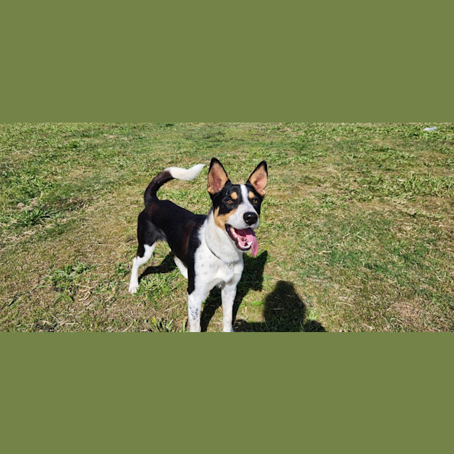 Photo of Sarge