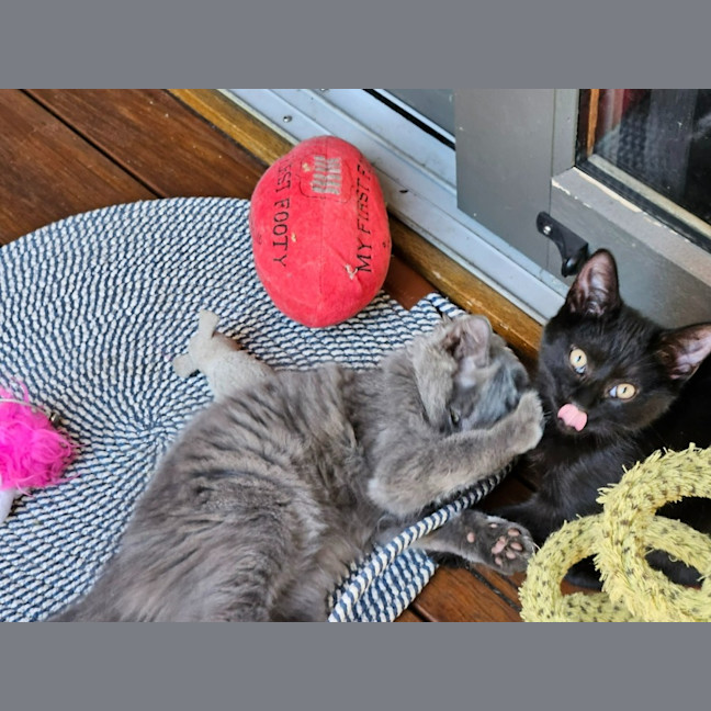 Photo of Buddy ** 2nd Chance Cat Rescue **