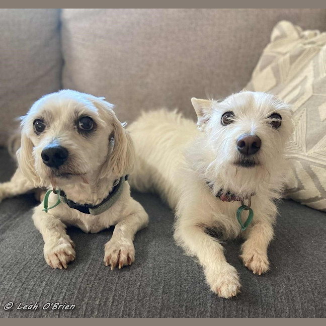 Photo of Ziggy And Bailie