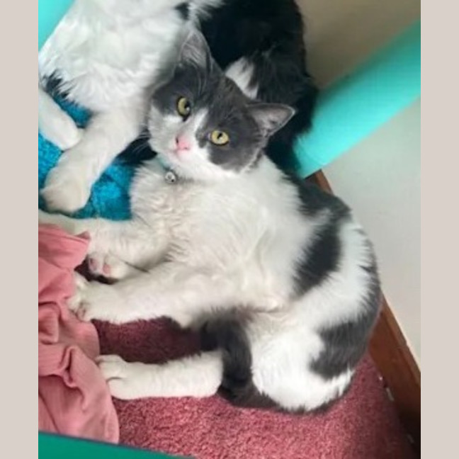 Photo of Rosie Dancer