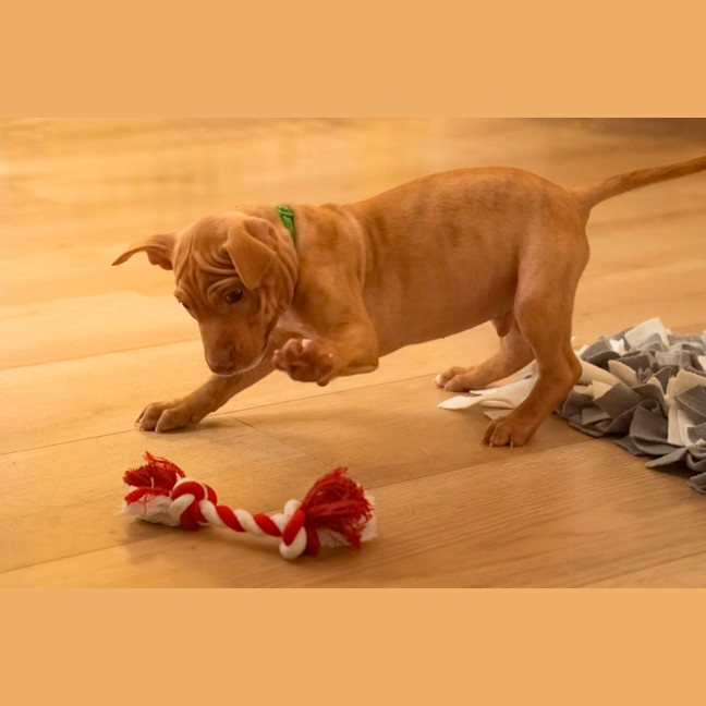 Photo of Aspen   4 Month Old Staffy X