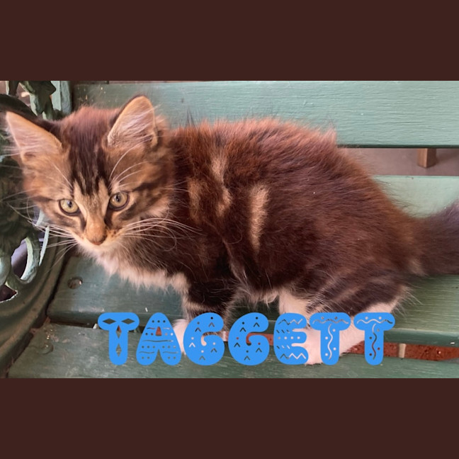 Photo of Taggett