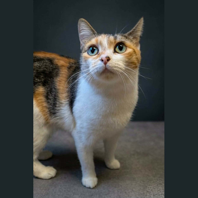Photo of Daisy