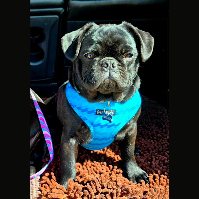Photo of Chester