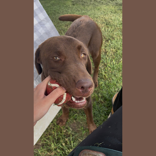 Photo of Bear