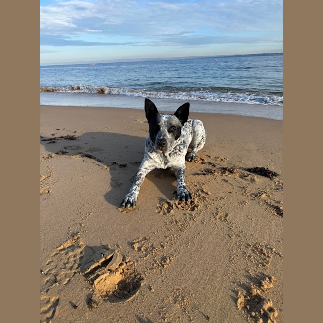 Photo of Boof