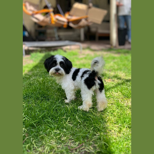 Photo of Herbie 