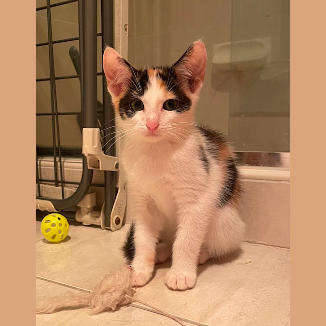 Photo of Noodles And Rose