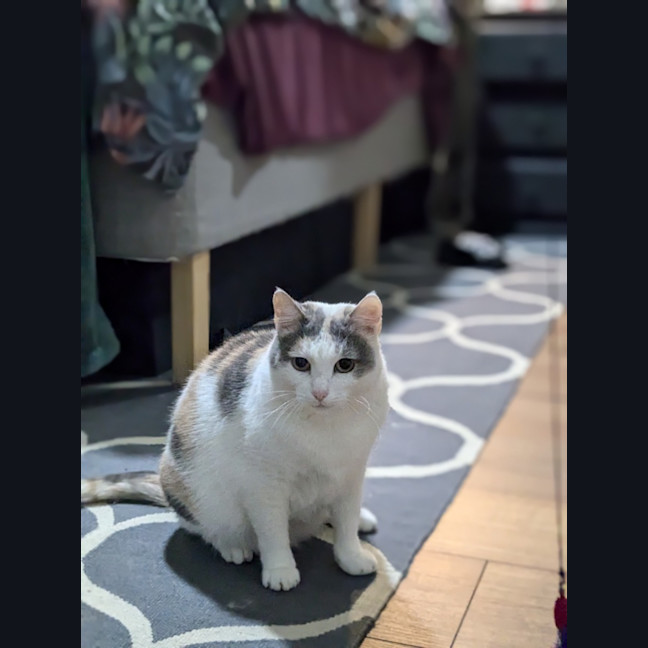 Photo of Princess Peach