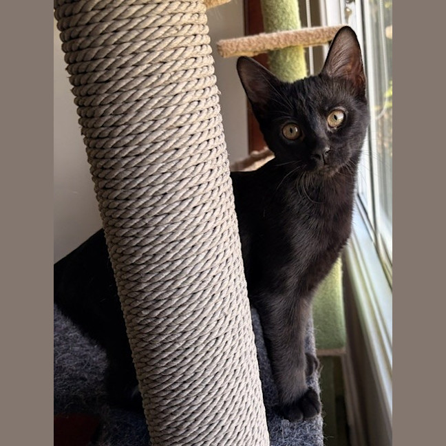Photo of Cornelius