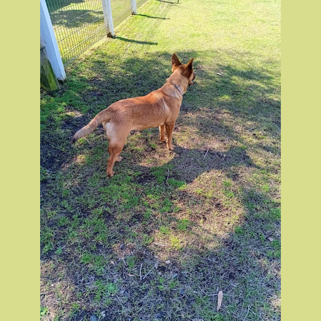 Photo of Scarlet 