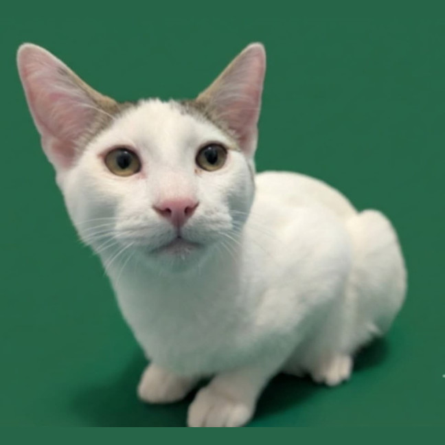 Photo of Cupcake And Friends