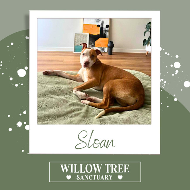 Photo of Sloan