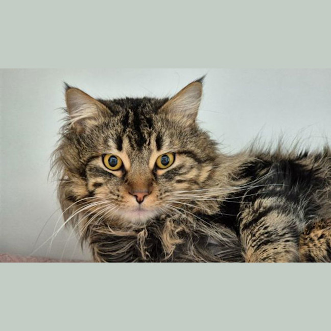Photo of Pickles