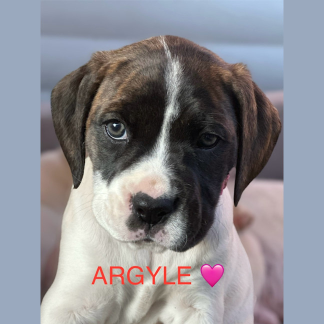 Photo of Indu Litter