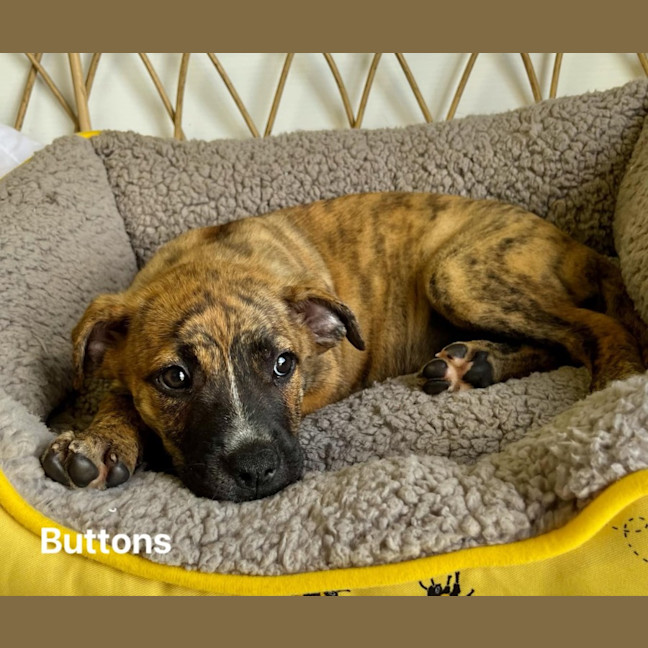 Photo of Buttons
