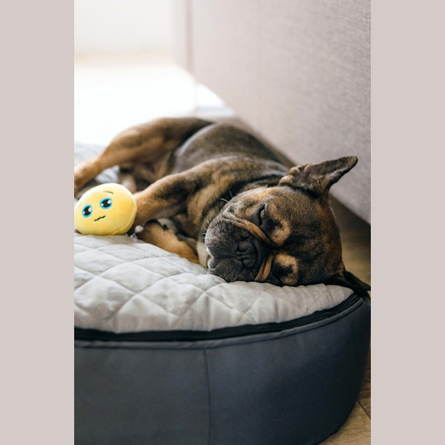 Photo of Bear   6 Year Old French Bulldog