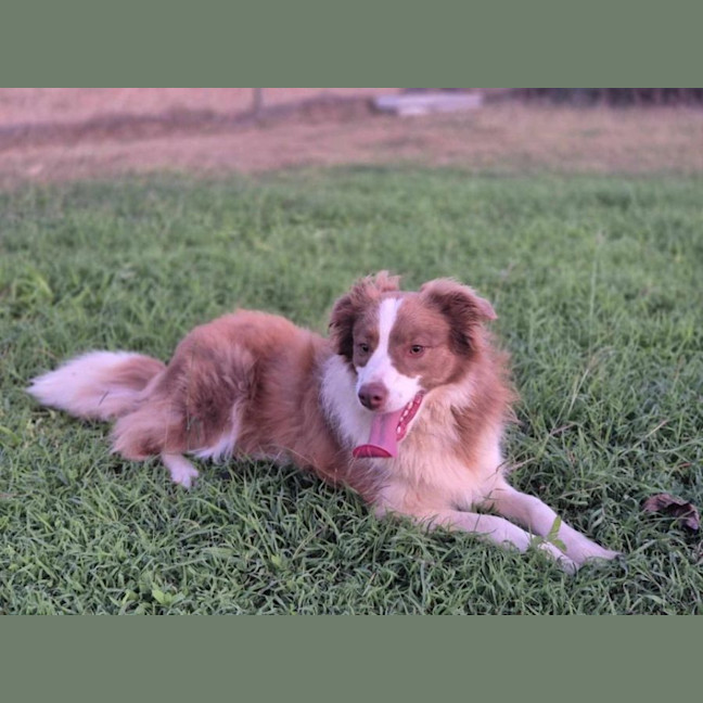 Photo of Coach And Coco