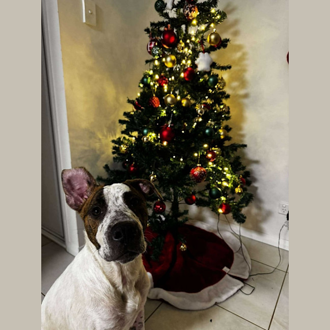 Photo of Barney