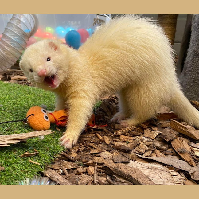 Photo of Jora & Theon